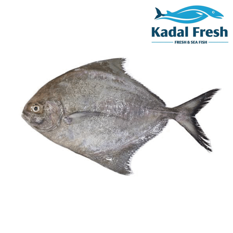 Black pomfret buy in nagercoil