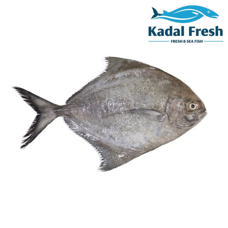 Black pomfret buy in nagercoil