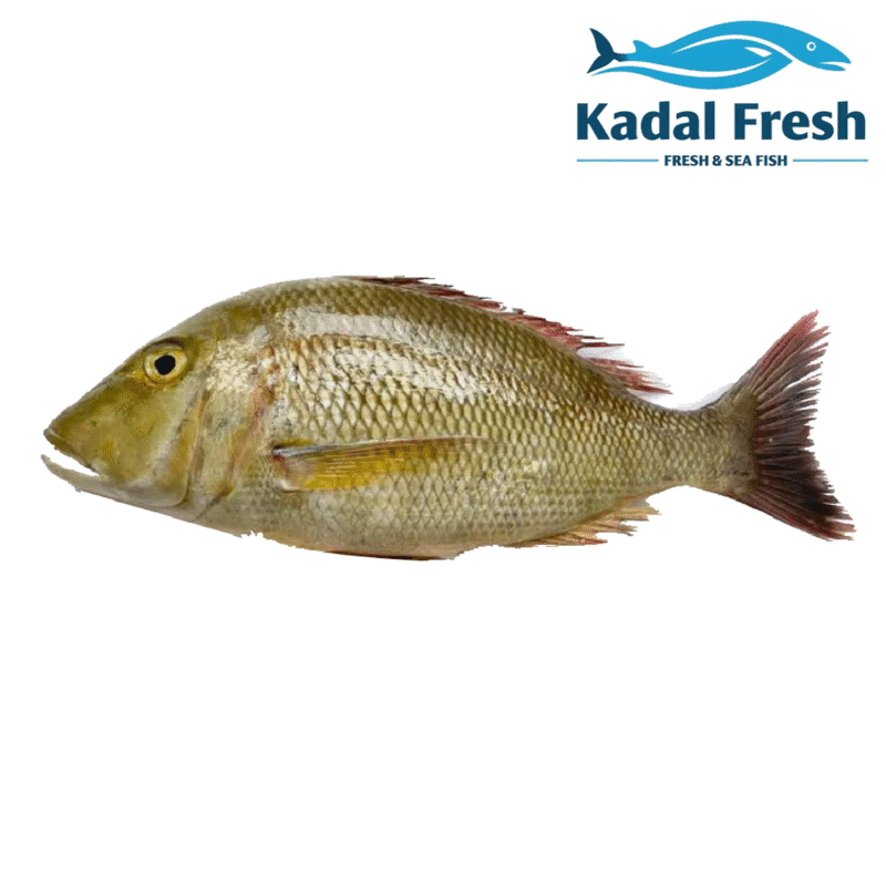 emperor fish vilai mean buy in nagercoil
