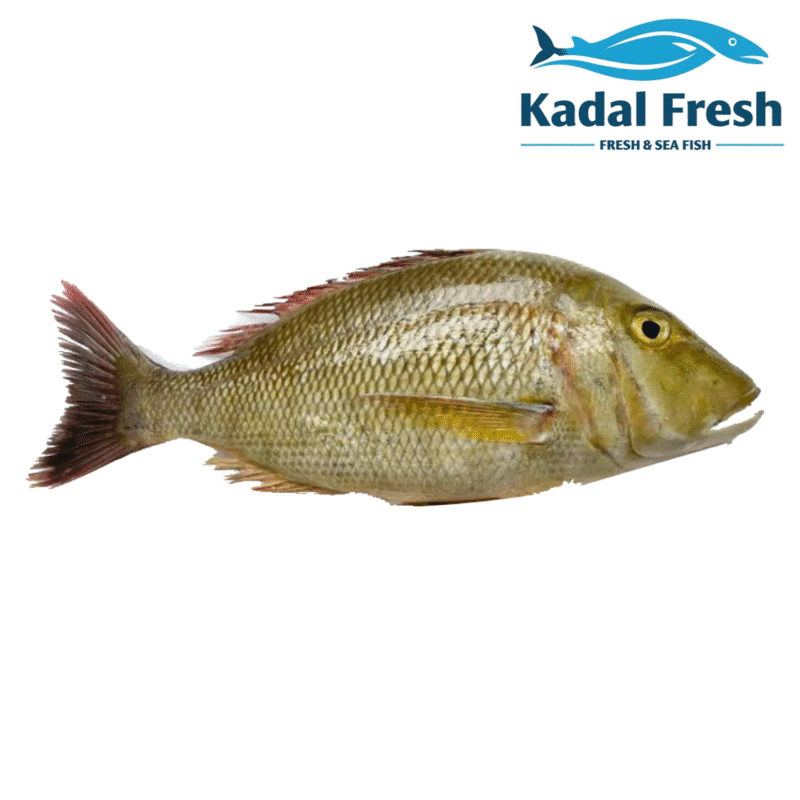 emperor fish buy in nagercoil
